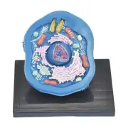 Animal Cell Model Experimental Model Stem Kits Teaching Model for Classroom
