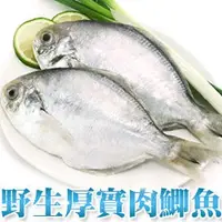 在飛比找蝦皮商城優惠-南海豐【特A級！野生厚實肉鯽魚】2尾入共200g-250g 