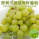 【WANG蔬果】智利空運綠無籽葡萄(5盒_500g/盒)