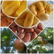 12 Organic Jackfruit Seeds Tropical Worlds Largest Tropical Fruit Seeds