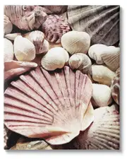 Stacked Coastal Seashells Canvas Wall Art by Ashley Aldridge