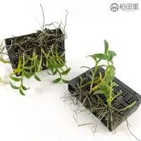 在飛比找蝦皮購物優惠-【稻田里植物】倒吊石斛蘭 石斛蘭 上塑膠蛇木板