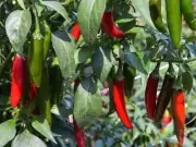 Chilli, Serrano Tampiqueno - Heirloom Spice by Life-Force Seeds Australia