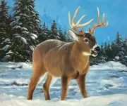 24”x20 100% Hand Painted Oil Painting on Canvas-unframed- Majestic Buck Xmas