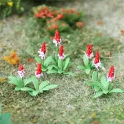 Primula Vialii 1/2", 32/pk MP Scenery