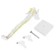 38cm Removable Flexible Human Spine Model For Skeleton Anatomy Study