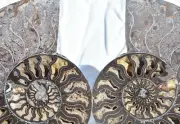 Black Ammonite Pair Crystals 180mm XXXLarge 7.1" Dinosaur FOSSIL 110myo 3038uo