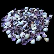 Purple Cay Cay Shells Natural Sea Shell approx. 220 pcs 1/2 Pound