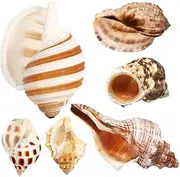 ifundom 6 Pcs Natural Sea Conch Shells for Crabs Smooth Safe Decor for Fish Tanks Aquariums and DIY Projects Crab Accessories for Home Decoration