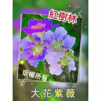 在飛比找蝦皮購物優惠-【紅樹林】大花紫薇 洋紫薇 乾燥種子 乾燥花 種子 果實 花