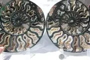 Large Black Ammonite PAIR Deep Crystals 110myo FOSSIL XXXL 240mm 9.4" 1104cc
