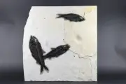 Fossil Fish Plate 3 Dark Knightia Green River Formation Wyoming COA 11107