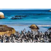 Save 10.00%! Cape Peninsula Private Tour with entrance fees to Cape of Good Hope and Penguins
