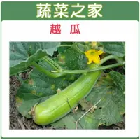 在飛比找樂天市場購物網優惠-【蔬菜之家】G16.越瓜(青醃瓜)種子(共有2種包裝可選)