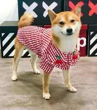 在飛比找Yahoo!奇摩拍賣優惠-熱銷 -櫻桃 紅色格子 狗衣服 狗狗夏季衣服 寵物衣服 柯基