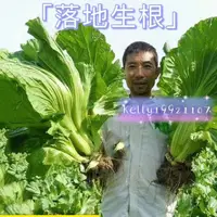 在飛比找蝦皮購物優惠-【落地生根】芥菜種子包心芥菜 水芥菜 芥菜 陽臺四季播種 醃