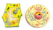 Eisco Labs Plant and Animal Cell Comparison Model