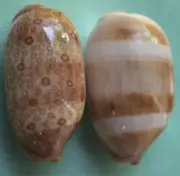 cypraea argus set 60 62mm caught in siargao isalnd EP July 249 2022