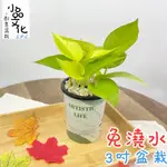 【小品文化】綠蘿【現貨】3吋杯子免澆水盆栽 懶人盆栽 觀葉植物 室內植物 廁所植物 創意花盆 居家辦公盆花