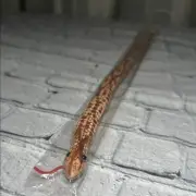 Vintage Inspired 20” Wooden Wiggle Toy Snake NEW IN PACKAGE Snake Toy