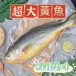 【阿珠媽海產】🔥超大現流黃魚🔥黃魚 1公斤 現撈大黃魚 海產 鮮魚 糖醋魚 現流 魚類