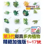 WINE台灣惟恩 第3代 仿真植物 1~17號 多肉 石竹草 仙人掌 雞蛋花 觀音蓮 佛座蓮 劍舌蘭 雪蓮 寶石蓮