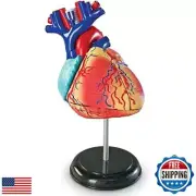 Learning Resources Human Heart Model, Working Heart Model, Anatomy for Kids,