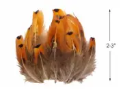 1/4 lbs. - Gold Ringneck Pheasant Plumage Wholesale Feathers (Bulk) Craft Supply