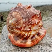 Natural Bull's Mouth Helmet Conch Shell Coral Sea Snail Fish Tank Decor Cute.*