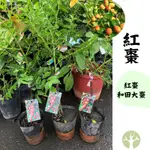 ［農夫世家］大果新品種 紅棗 和田大棗 嫁接處理 鮮食品種 全台可種植 大果紅棗 果樹 苗