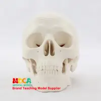 在飛比找蝦皮商城優惠-迷你頭骨模型醫學藝用美術人體藝用頭骨頭顱骨骨骼模型 MTG0