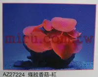 在飛比找樂天市場購物網優惠-【西高地水族坊】AZOO霓虹螢光珊瑚 條紋香菇珊瑚(綠,紅,