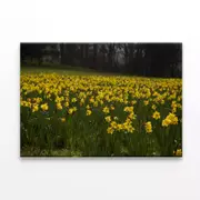 Flowers in a Meadow during spring Print 100% Australian Made 150 x 100cm (Stretched)