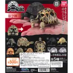 [宅喵玩具]全新現貨 BANDAI 轉蛋 扭蛋 可動烏龜造型轉蛋P2 第二彈 烏龜 造型轉蛋 環保扭蛋 可動