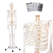 Life Size Posable Skeleton for Anatomy, 70.8'' Human Skeleton Bones Full Size...