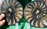 Large Black Ammonite Pair 173mm Deep Crystals XLarge 6.8" 110myo fossil a3730xx