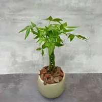 在飛比找蝦皮購物優惠-馬拉巴栗 辮子搖錢樹  3吋 4吋 植栽 植物 水泥盆 觀葉