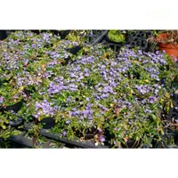 在飛比找蝦皮購物優惠-矮筋骨草 地被植物 觀花植物 紫色花