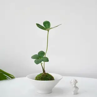 綠植盆栽 淨化空氣 墨西哥鐵苔蘚球|桌面書房新中式禪意常青綠植室內植物鐵樹