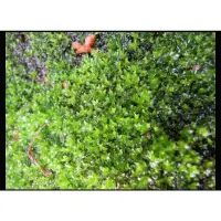 在飛比找蝦皮購物優惠-妞妞花園 捲葉濕地苔(10*10cm)DIY 苔蘚 微景觀 