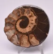 AMMONITE, TROPAEUM JACKII, WALSH RIVER, AUSTRALIA F221