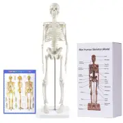 Human Skeleton Model for Anatomy: 17” Human Skeleton Model with Movable Arms ...