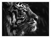 Lion Canvas Print