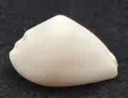 Ovulidae Calpurnus - Umbilical Egg Shell, Warty/Little Egg Cowry
