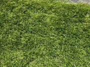 10 Gallon Artificial Grass Mats for Aquariums Pet Reptile Terrarium Tanks