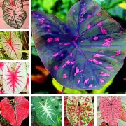 100Pcs Caladium Flower Seeds Rare 6 Kinds Color Perennial Garden Open Air Bonsai