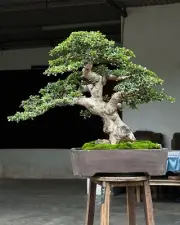 Actual plant Bonsai Carmona retusa - Ehretia microphylla bonsai contest