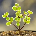 微型園藝造景YY多肉植物 米粒枝幹番杏 萊斯 糖球枝幹 紅寶石枝幹 玉米番杏質感 肉肉植物辦公室超萌花卉盆栽