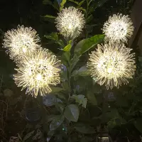 在飛比找樂天市場購物網優惠-太陽能庭院燈 led太陽能款鋁線蒲公英插地 戶外防水發光鋁線