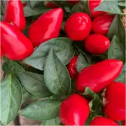 Chilli - Coba seeds